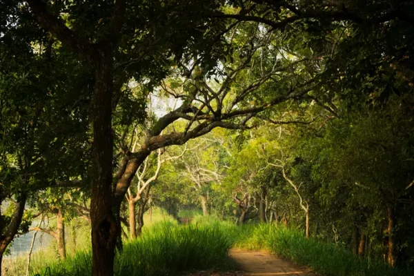mystical trees in sigiriya
